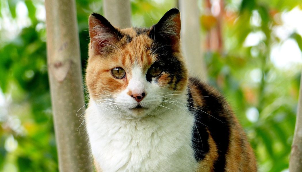 are calico cats female