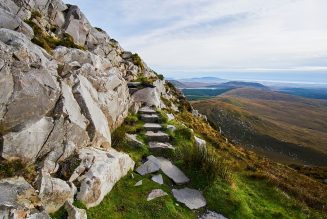 snakes in ireland